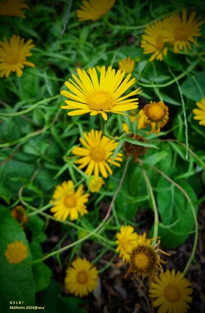 SICH begegnen, NEU begegnen ♥:-)♥

Mülheim im August 2024@ana´