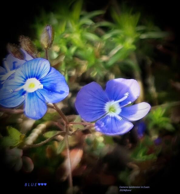 WOW  
kleine Schönheiten ♥