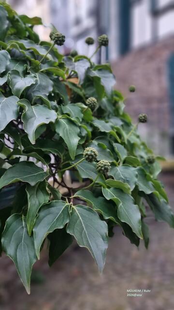 Altstadt-Impressionen, mal´ganz nah und ... ein wenig anderS ♥
2024@ana´