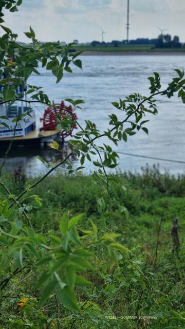 am Rhein ist es schön!