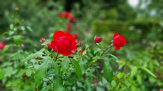 ...durch die MüGa´ in Mülheim... immer wieder schön....
2024@ana´