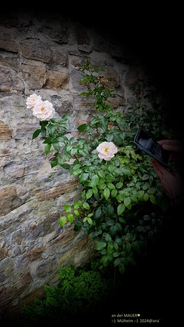 ...an der Mauer ... solche Schönheiten ♥