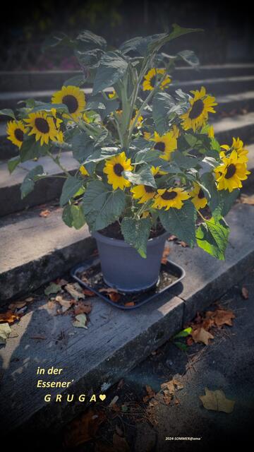 ...einfach schön, eine TREPPE "aufgepimpt" :-)