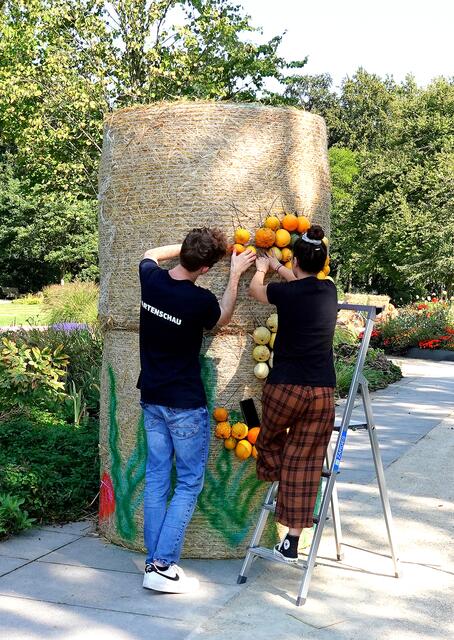 Kürbisse werden dekorativ an Strohballen befestigt.