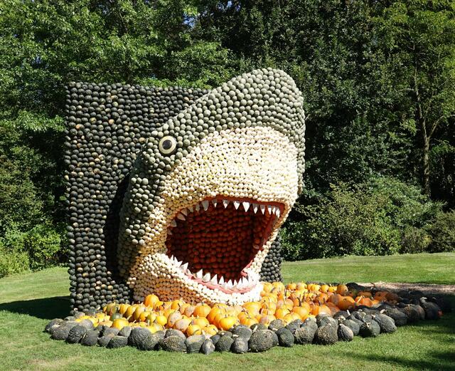 Es gibt mehr als 500 verschiedene Haiarten, die eine breite Palette von Größen und Lebensräumen abdecken. Der Walhai ist die größte Walart und auch der größte Fisch. Er kann eine Länge von 20 Metern erreichen.
Die wichtigste Waffe der Haie, ihre Zähne, wachsen ein Leben lang nach. Haie verschleißen in ihrem Leben bis zu 20.000 Zähne.