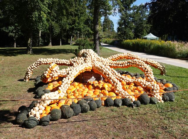 Oktopusse haben einen weichen, sackartigen Körper mit acht Armen, die mit Saugnäpfen bedeckt sind. Die Arme sind sehr flexibel und können sich drehen, stecken und biegen. Trotz der vielen Arme haben Oktopusse einen Lieblingsarm, den sie am häufigsten benutzen.
Oktopusse haben die Fähigkeit, Tinte zu produzieren und sie dann zur Verteidigung gegen Raubtiere einzusetzen. Die freigesetzte Tinte bildet eine undurchsichtige Wolke, die dem Oktopus hilft, zu fliehen.