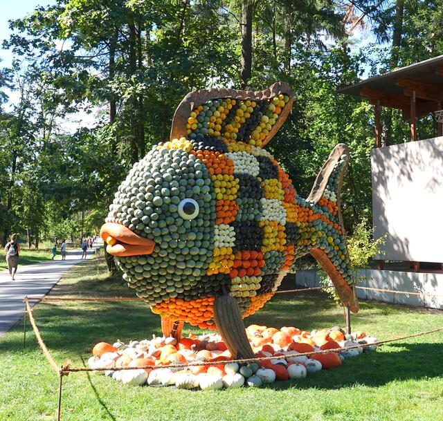 Es gibt über 50 verschiedene Arten von Regenbogen-
fischen, die in verschiedenen Regionen Australiens und Neuguineas vorkommen. Sie bevorzugen klare, saubere Gewässer wie Flüsse, Seen und Teiche. Regenbogenfische sind gesellige Tiere. In der Natur bilden sie oft Schwärme, um Schutz vor Raubtieren zu suchen.
Regenbogenfische sind für ihre lebendigen Farben und Muster bekannt. Je nach Art können sie eine Vielzahl von Farben aufweisen, darunter Blau, Grün, Gelb, Orange und Rot.