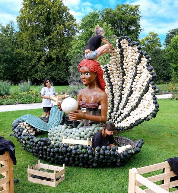 Die Kürbisse werden an einem Gittergeflecht befestigt.