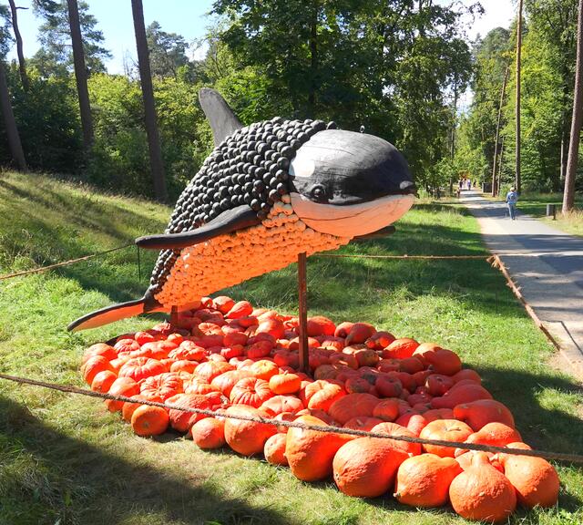 Der Orca, auch großer Schwertwal genannt, gehört zur Familie der Delfine. Orcas sind in allen Ozeanen der Welt zu finden, von der Arktis bis zur Antarktis. Ihre auffälligsten Merkmale sind die schwarz-weiße Farbe und die große Rückenflosse.
Orcas schwimmen täglich Strecken von bis zu 160 Kilometern. Sie tauchen 30 - 150 Meter tief und können 15 - 20 Minuten unter Wasser bleiben. Für gewöhnlich tauchen sie aber alle zwei bis fünf Minuten auf, um Luft zu holen.
