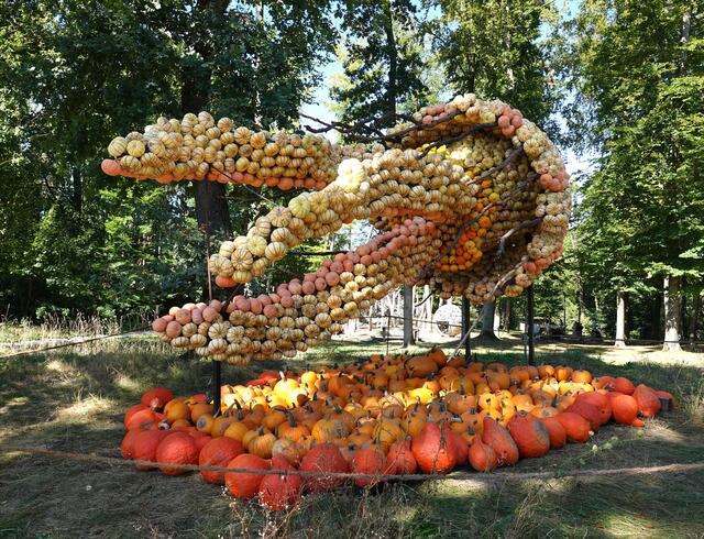 Quallen existieren seit Hunderten Millionen von Jahren und gelten als einige der ältesten Lebensformen auf der Erde. Sie haben keine ausgeprägten Organe wie Herz, Gehirn oder Lunge. Ihr durchsichtiger Körper ist eher einfach strukturiert und besteht aus einer galertartigen Masse, die als "Mesogloea" bezeichnet wird.
Der Quallenkörper besteht zu 98 Prozent aus Wasser. 
Typisch sind die Tentakeln: Sie sind je nach Art wenige Zentimeter bis zu 20 Meter lang. Sie sind mit Nesselzellen ausgestattet, welche winzige Harpunen enthalten. Diese Nesselzellen injizieren Gift in ihre Beute.