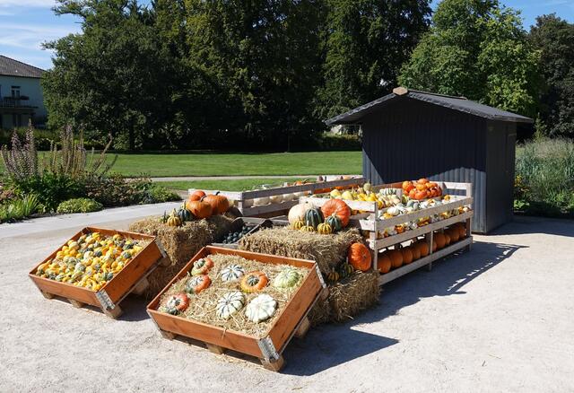 Kürbissorten in vielfältigen Formen und Farben.