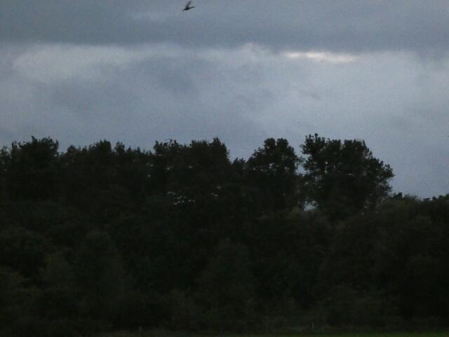 Am Abend kamen dann die Gänse . Das Feld bietet reichlich Nahrung ,