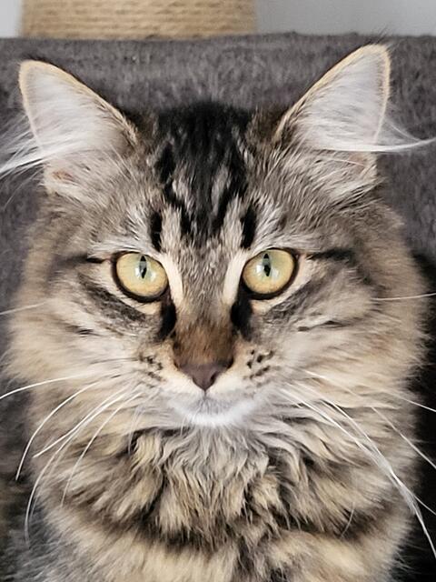Der kleinen Honeydew sieht man deutlich an, dass der Papa ein Maine Coon oder ein Norweger gewesen sein muss. | Foto: Streunerseelen - stray souls foundation