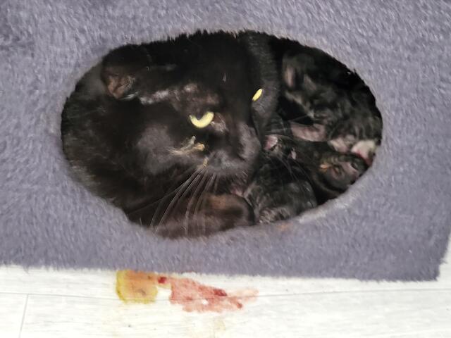 Als die kleine schwarze Hollywood ihre Kinder zur Welt brachte, war sie noch gezeichnet von ihrer Zeit draußen. | Foto: Streunerseelen - stray souls foundation