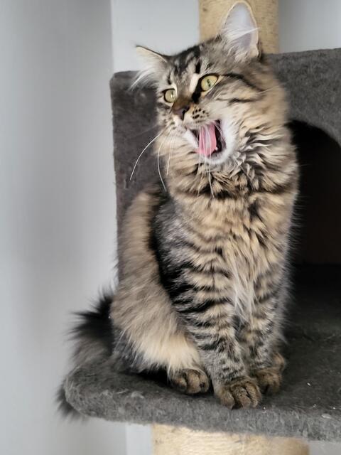 Bei ernsthaften Interesse an Honeydew und ihrer Schwester Hot Salsa meldet euch unter 01 57 /31 31 25 85 oder schreibt eine Email an hilfe@streunerseelen.org. | Foto: Streunerseelen - stray souls foundation