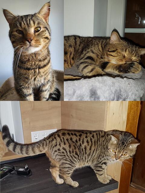 Kater Wasabi ist vermutlich ein Bengal-BKH-Mix und wünscht sich ein neues Zuhause bei verantwortungsvollen Haltern. | Foto: Streunerseelen - stray souls foundation