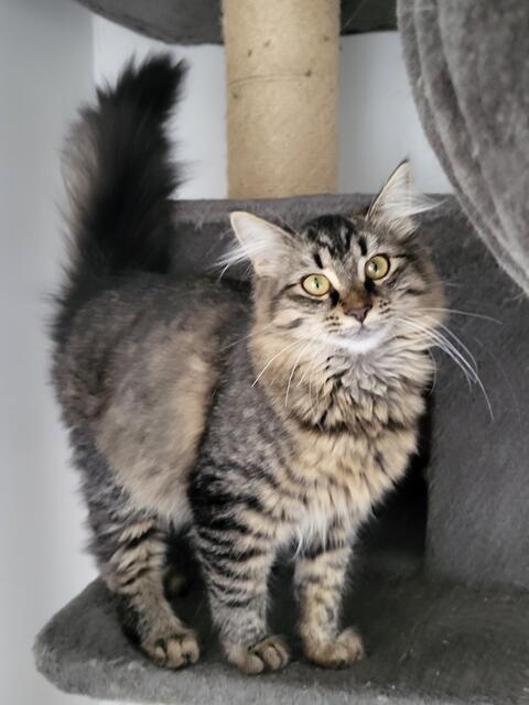 Honeydew ist tierärztlich untersucht, gechipt, geimpft, entwurmt und bei Auszug kastriert. | Foto: Streunerseelen - stray souls foundation