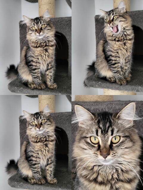 ZUHAUSE GESUCHT!

Name: Honeydew
Rasse: EKH-Maine-Coon-Mix, evtl. auch EKH-Norweger-Mix
Geschlecht: weiblich
Geb.: 03.05.2024 | Foto: Streunerseelen - stray souls foundation