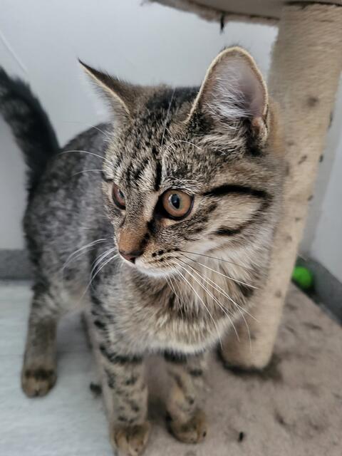 Wer Hot Salsa und ihrer Schwester Honeydew ein neues Zuhause geben möchte, meldet sich telefonisch unter 01 57 /31 31 25 85 oder per Email an hilfe@streunerseelen.org. | Foto: Streunerseelen - stray souls foundation