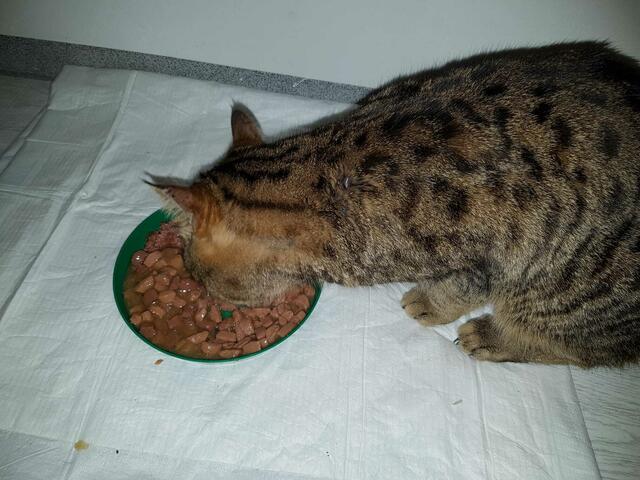 Als Wasabi gefunden wurde, war er auf zweieinhalb Kilo heruntergehungert. Dank der Streunerseelen bringt der ca. 2-jährige Kater wieder 5,5 kg auf die Waage. Idealgewicht! | Foto: Streunerseelen - stray souls foundation