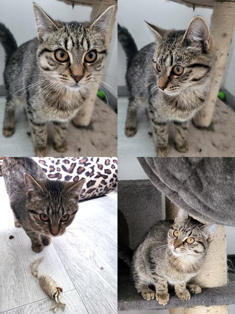 ZUHAUSE GESUCHT!

Name: Hot Salsa
Rasse: EKH-Maine-Coon-Mix, evtl. auch EKH-Norweger-Mix
Geschlecht: weiblich
Geb.: 03.05.2024 | Foto: Streunerseelen - stray souls foundation