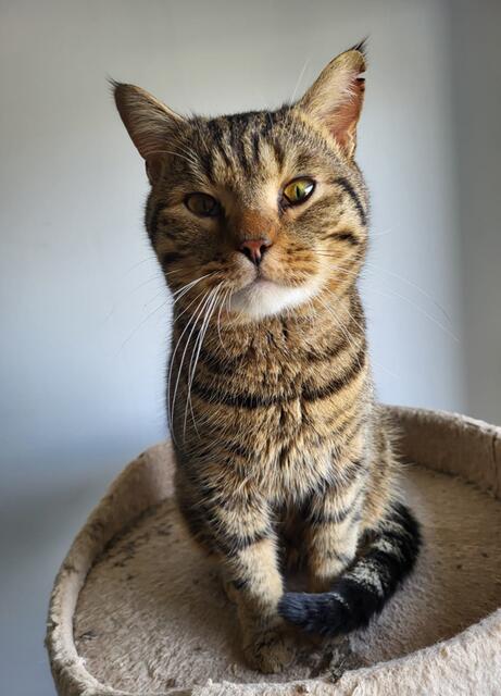 Den Schalk im Nacken: Bei Wasabi kommt aber auch der Bengale durch. Er muss beschäftigt werden, sonst tanzt er dem Menschen und anderen Katzen auf der Nase herum. | Foto: Streunerseelen - stray souls foundation