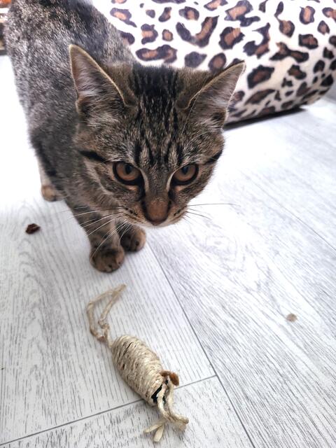 Hot Salsa ist nicht ganz so verschmust wie ihre Schwester Honeydew. Sie genießt aber durchaus auch ihre Streichel- und Krauleinheiten. Und beim Spiel ist sie ganz vorne mit dabei. Hot Salsa wird ihrem Namen gerecht. Die kleine Maus hat Pfeffer im Hintern. | Foto: Streunerseelen - stray souls foundation