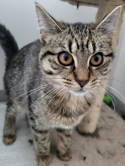 Wie ihre Schwester ist natürlich auch Hot Salsa tierärztlich untersucht, gechipt, geimpft, entwurmt und noch vor Auszug kastriert. | Foto: Streunerseelen - stray souls foundation