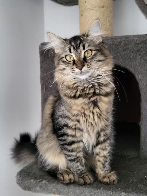 Honeydew ist verschmust, verspielt und menschenbezogen. | Foto: Streunerseelen - stray souls foundation