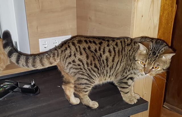 Für Wasabi suchen die Streunerseelen daher Menschen mit Katzen-, vielleicht sogar Bengal-Erfahrung. Bei ernsthaften Interesse: Tel. 01 57 / 31 31 25 85 oder hilfe@streunerseelen.org | Foto: Streunerseelen - stray souls foundation