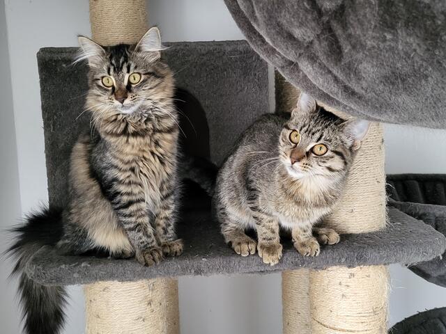 NUR ZUSAMMEN: Die beiden Schwestern Honeydew und Hot Salsa sind ein echtes Dream-Team und werden daher auch ausschließlich gemeinsam vermittelt. | Foto: Streunerseelen - stray souls foundation