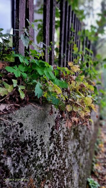 ...am Straßenrand
2024@ana´ 
HERBST 