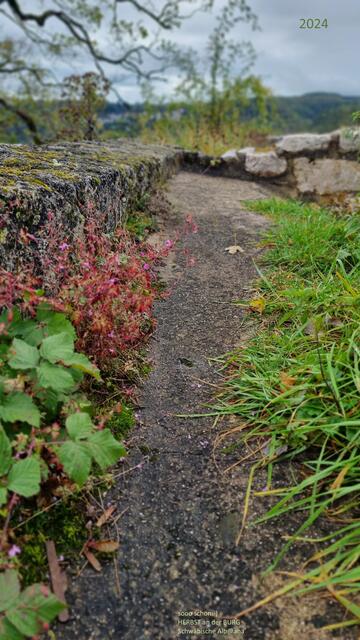 ...an einer Burgruine entdeckt....
2024@ana´