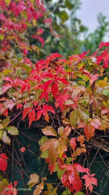 Buntes Laub
2024@ana´
(Schwäbische Alb)