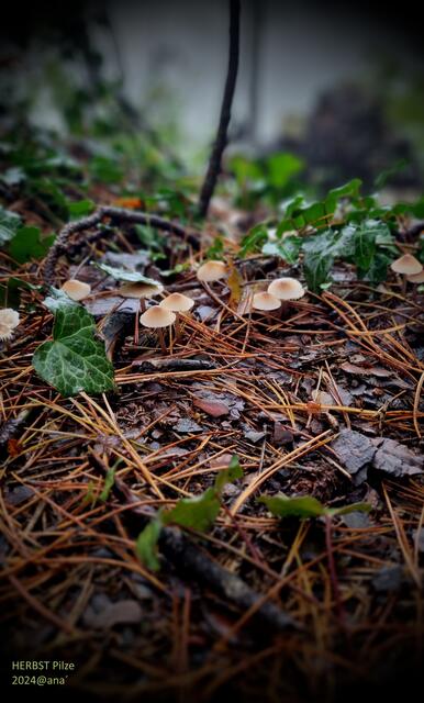 PILZE
2024@ana´