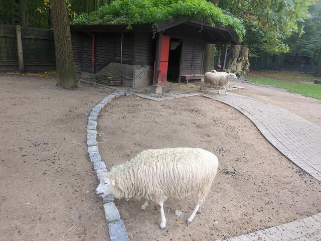 Määh! | Foto: Astrid Günther