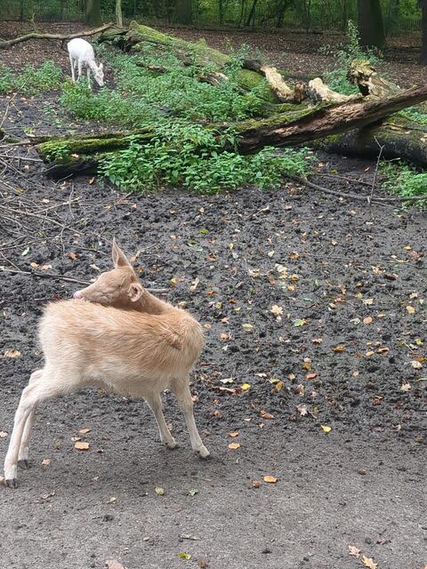 Nochmal schick machen für die Besucher | Foto: Astrid Günther