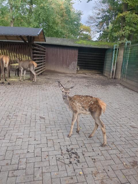 Tiergehege im Kaisergarten Oberhausen | Foto: Astrid Günther
