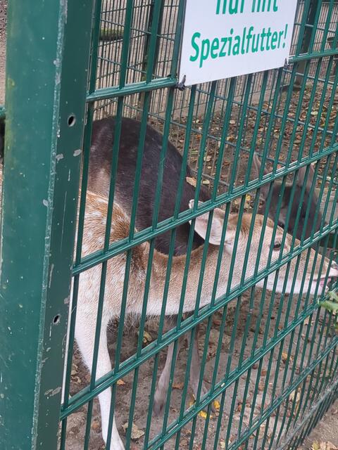 Hier gibt's Leckerchen | Foto: Astrid Günther