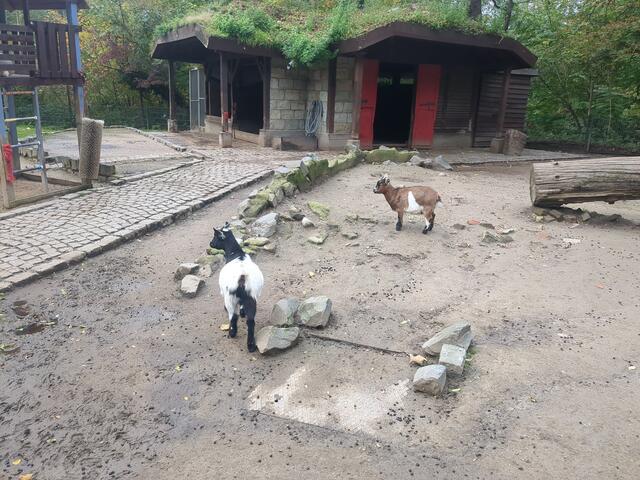 Streichelzoo im Kaisergarten Oberhausen | Foto: Astrid Günther