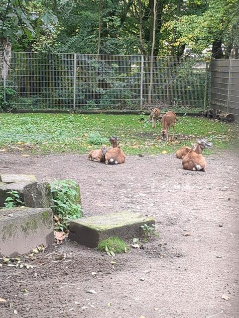 Tiergehege im Kaisergarten | Foto: Astrid Günther