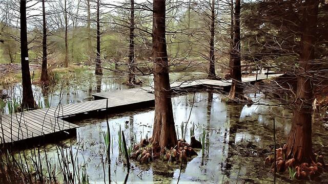 Taxodium disticum in Bot.Garten Bochum 