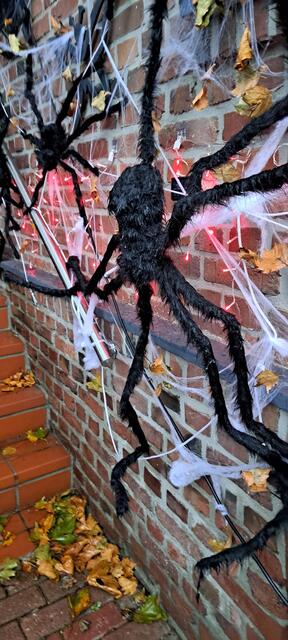 Fette Spinnen an den Wänden. | Foto: Dabitsch