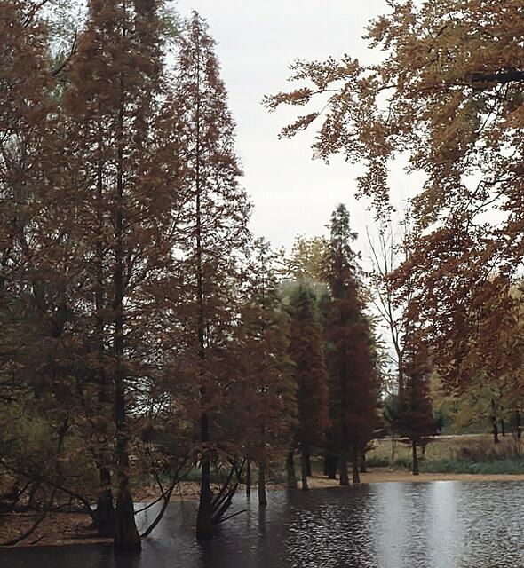 Sumpfzypressen, Taxodium disticum 