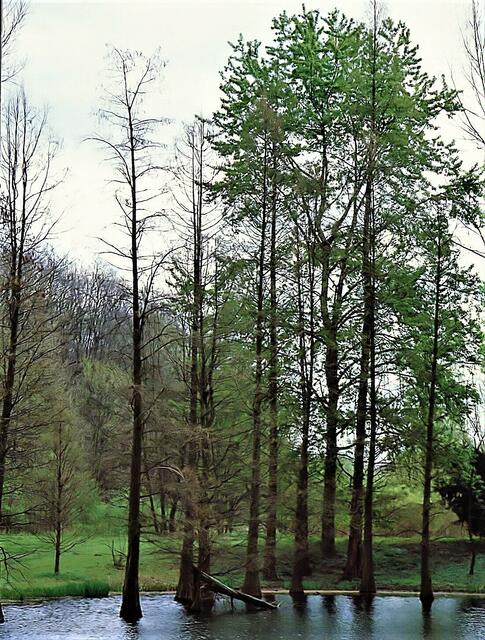 Sumpfzypressen in Dortmund 