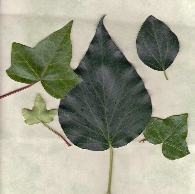 Efeu besitzt ganz unterschiedliche Blätter, die 3- und 5lappigen Blätter findet man an den Klettertrieben und jungen Pflanzen. An den Blütentrieben können die Blätter eiförmig, spitz auslaufend  und ungelappt/ganzrandig ausfallen.