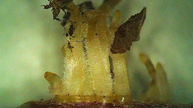 Auf der Unterseite der Stängel bildet der Efeu 8mm lange Haft- und Kletterwurzeln aus.