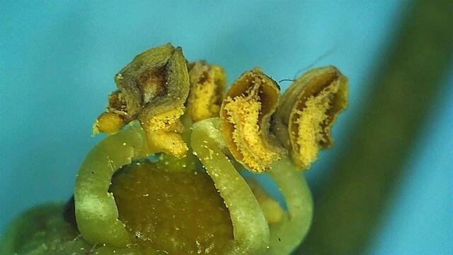 Das mikroskopische Bild der Blüte zeigt, dass hier reichlich Pollen und Nektar zu holen ist.