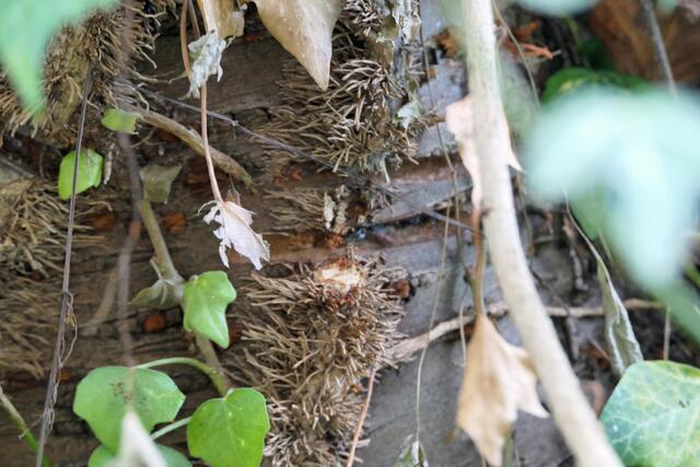 Will man den Baum vom Efeu befreien, geht das nur, indem man den Spross, der armdick werden kann, durchtrennt, um die Wasser- und Nährstoffversorgung der Blätter zu verhindern. 