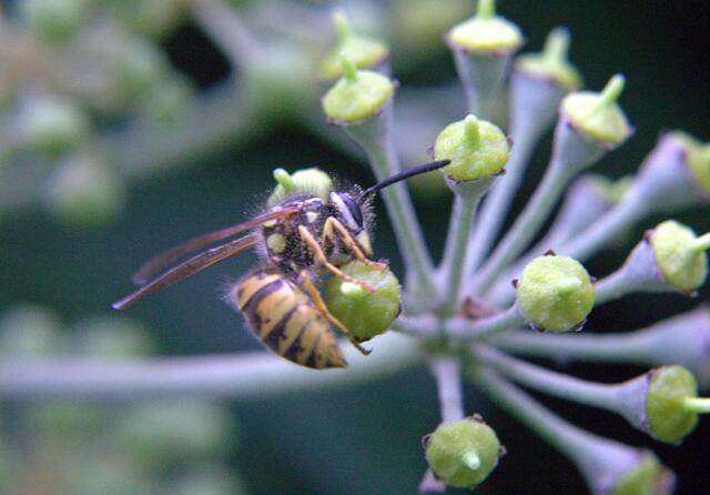 Neben Wespen finden Ameisen, Fliegen, Schwebfliegen, Wildbienen und Schmetterlinge auf den Blütenständen letzte Nahrung vor dem Winter.